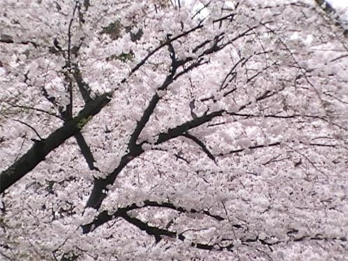 return-cherry blossoms