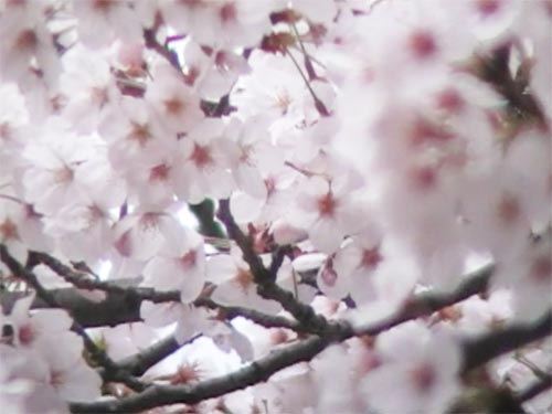 return-cherry blossoms