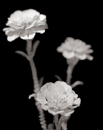 Carnation #02, 2012