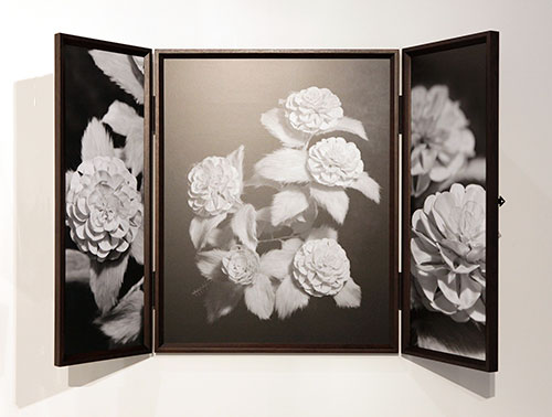 Otome-Camellia, 2017