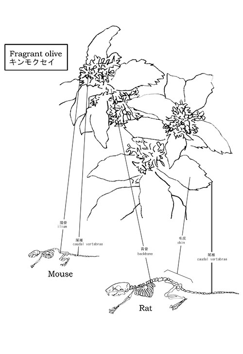 making-Fragrant olive