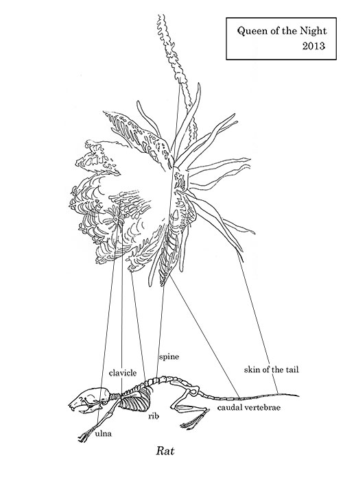 making-queen of the night
